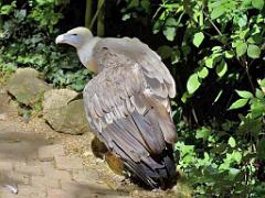 149 BIO PARC DE DOUE LA FONTAINE 5- 2016_000005